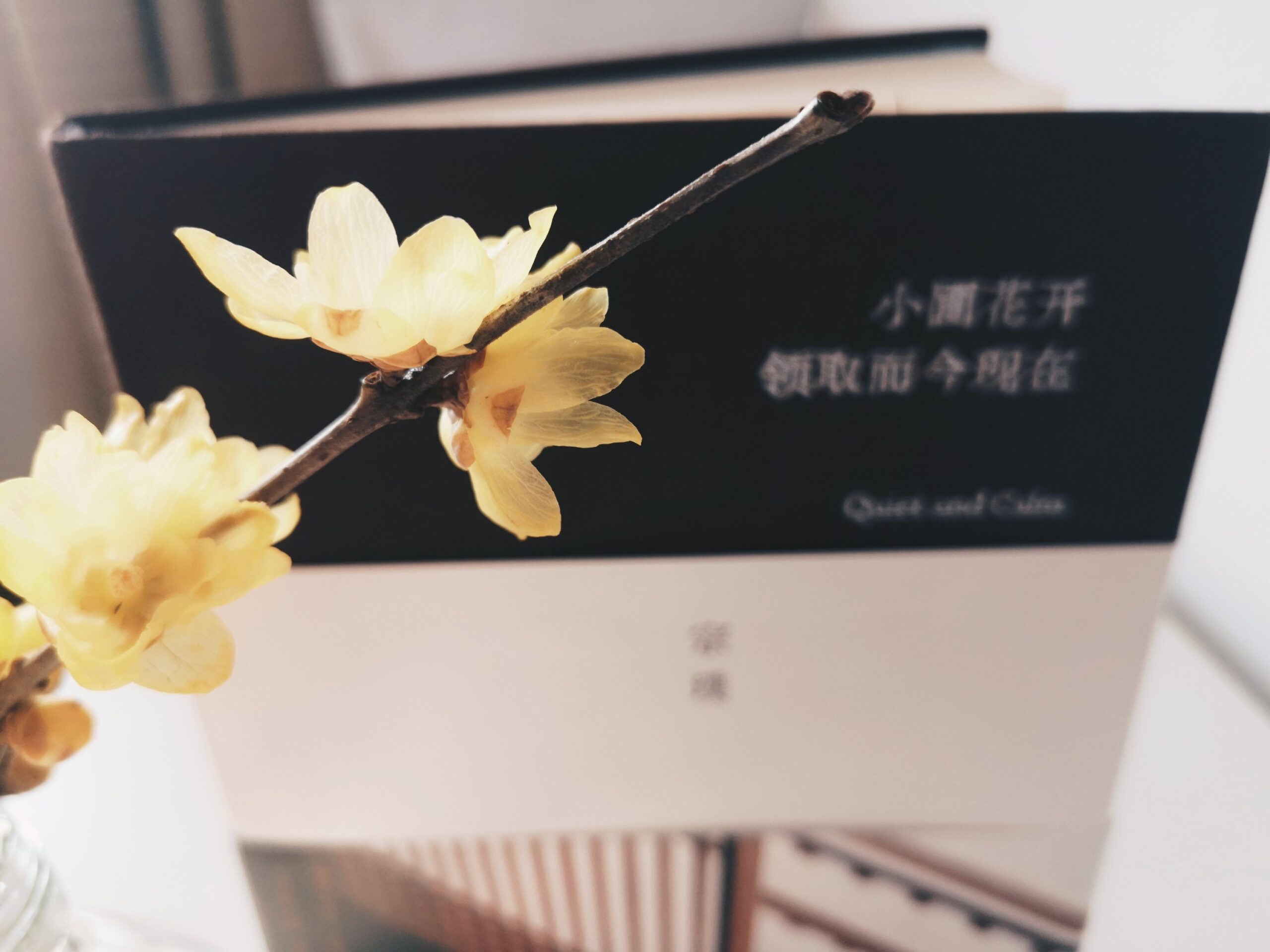 宗璞《小圃花开领取而今现在》