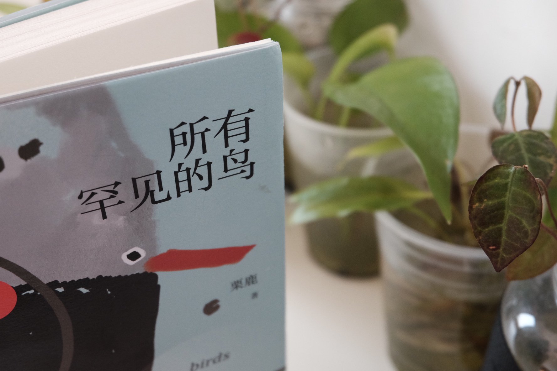 栗鹿 所有罕见的鸟