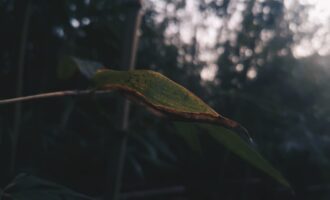 苍天有泪，可它饶过谁？