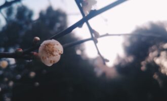 密码保护：防疫公益歌曲：必然而至的春天