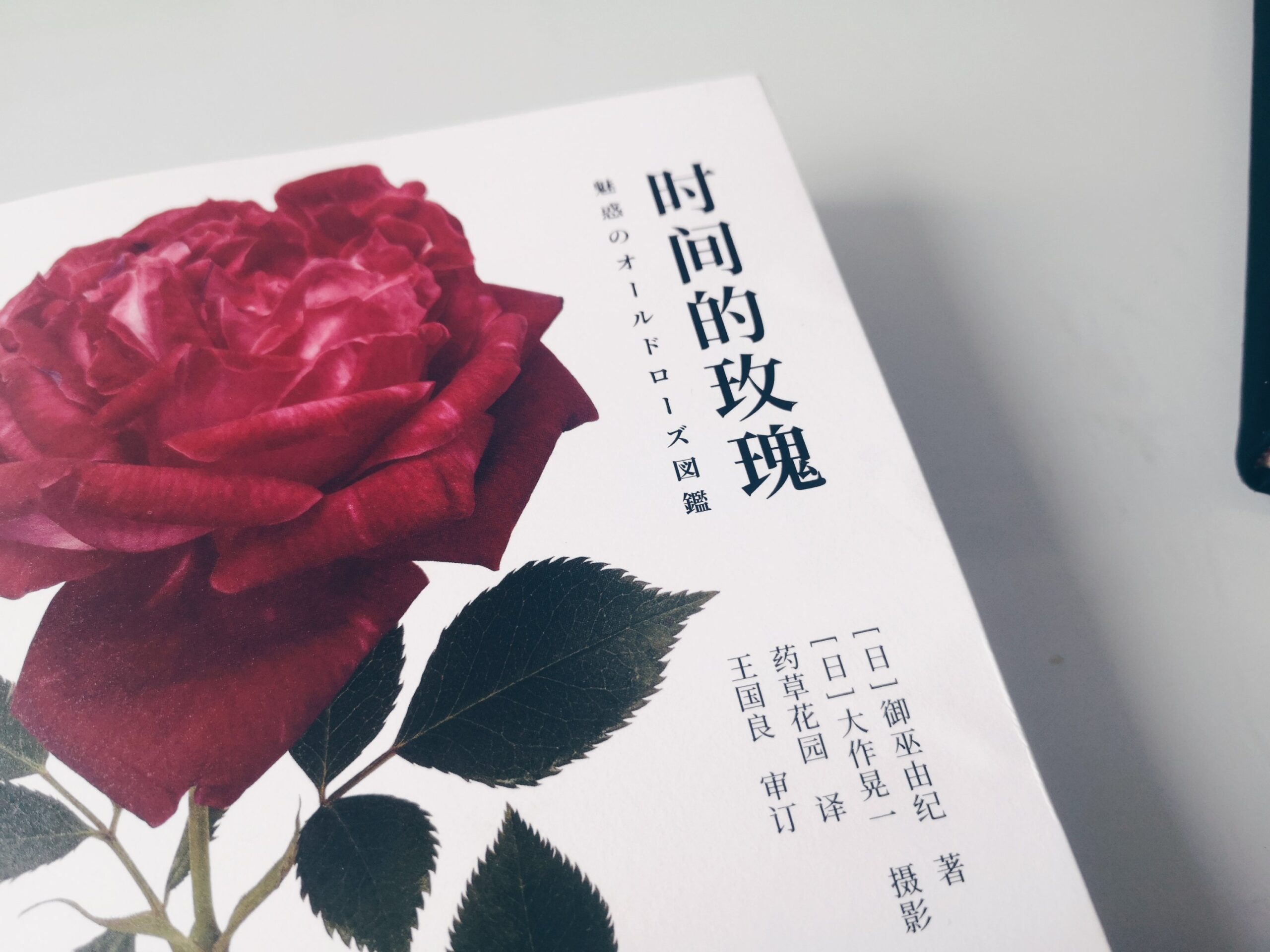 时间的玫瑰

