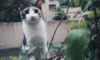 又快到春天“捡猫”的时候了