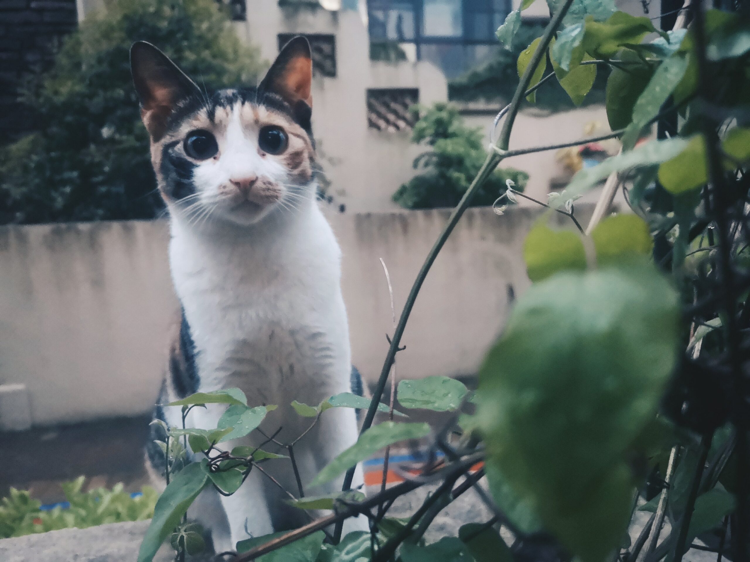 猫花花可爱多