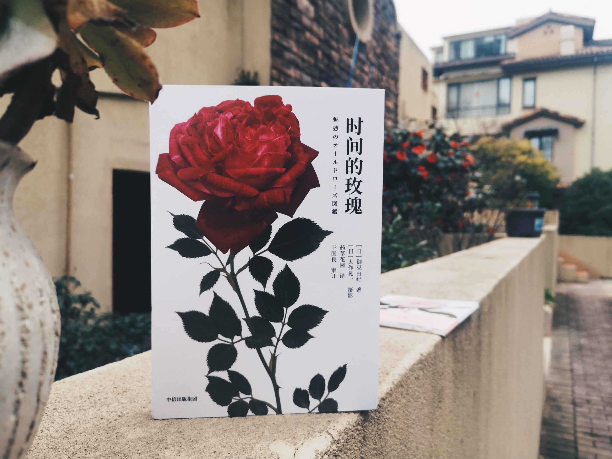 时间的玫瑰