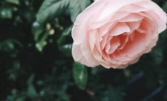晚风轻易便将烦心事吹散