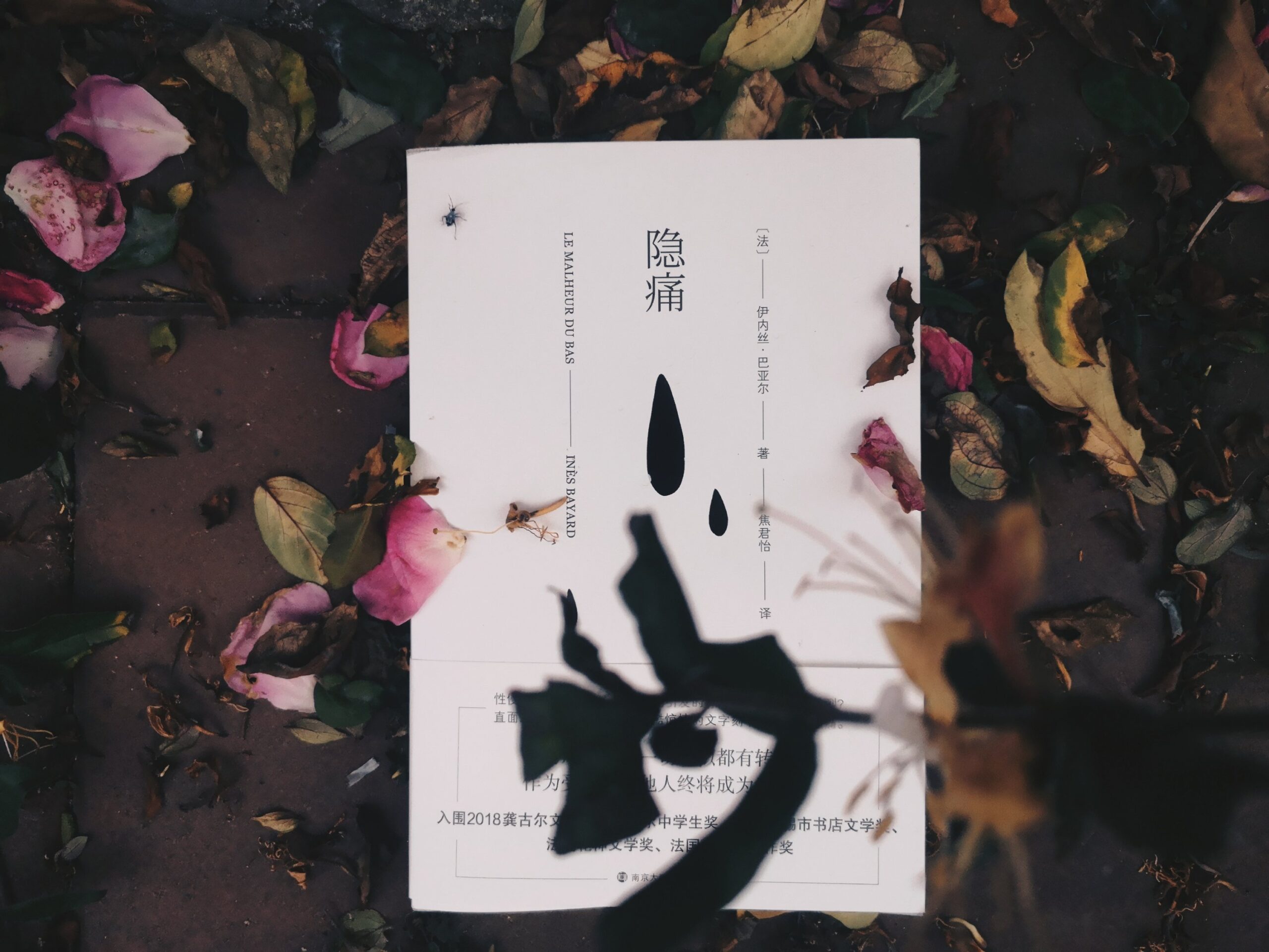 [法] 伊内丝·巴亚尔 著 焦君怡 译 隐痛