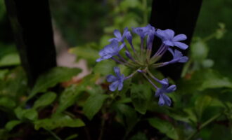 夜雨惊梦催落花，晨风拂面忆旧年