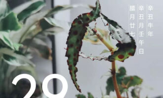 就像植物那样，人也要把准“换盆”时机