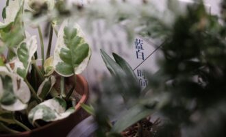 蓝白时间：以写意之风完成的工笔之作