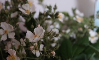 “沭阳小白花”也有春天