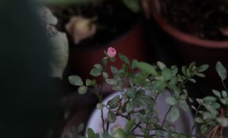一生忘憂看雲閑， 四時無事蒔花忙