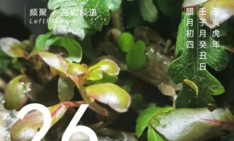 在夜色降临前，相对从容地先闭上眼