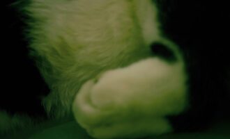 胖胖，它睡着了……