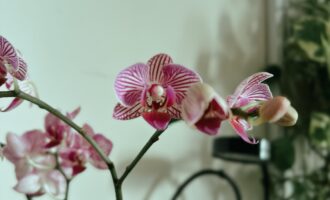 买花成痴