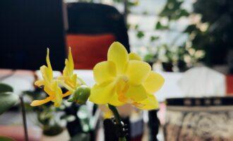 今日份的“小确幸”