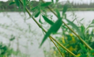 春风若有形状，大概就长这样