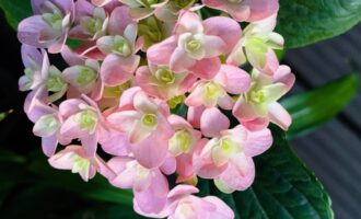 入过的一些“坑”以及“切花自由”的自洽