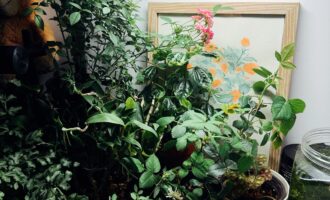 工位养花：室内能开花的月季品种推荐