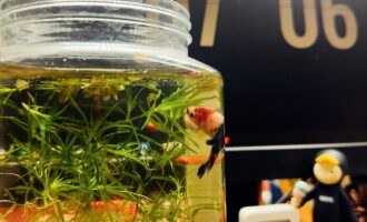 工位养花：万物皆可为花器，植物都是可爱滴～