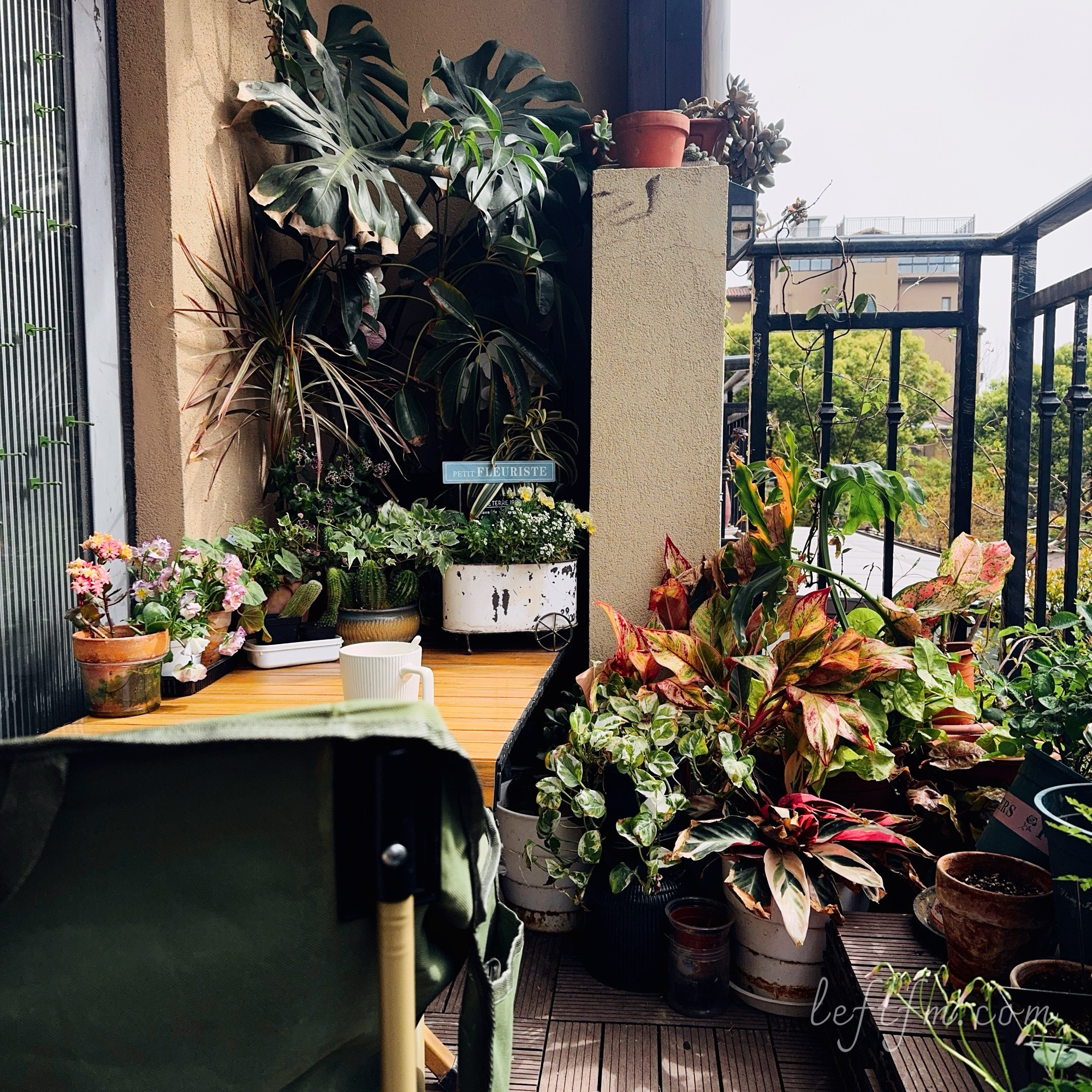 阳台种草：春花总是匆匆