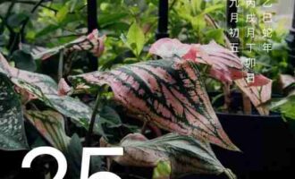 生气，也可以是“生机勃发”“气血通畅”