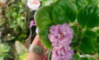 挺过炎夏，迎来秋花