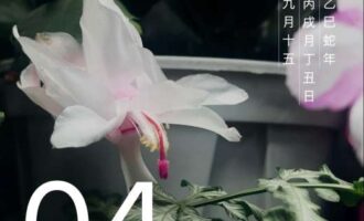 遇上降维打击，表演努力的更像是笑话