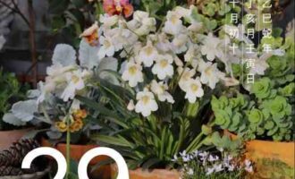 绽放各自光华，本就不在同一条赛道上