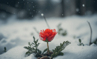 谁家少爷回来了，这白茫茫一片如你所愿吗？