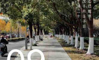 一年到头郁郁葱葱，粗看看总归养眼的