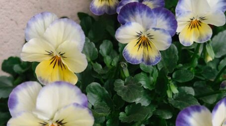 不过是惧怕老去在精神层面的折射