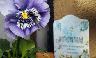 几款平价草花，也能轻松搭建mini冬日花境