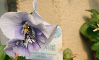 冬季草花的颜值，还能抵御几波寒潮