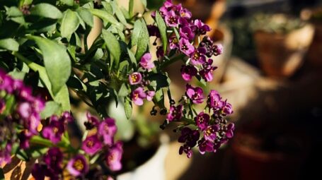 只要一出太阳，冬日花境看上去就很迷人啊