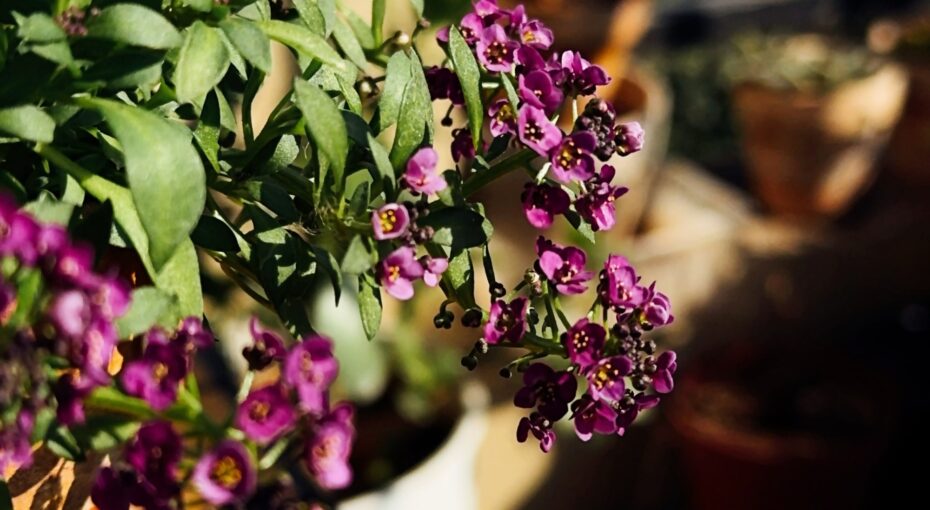 只要一出太阳，冬日花境看上去就很迷人啊