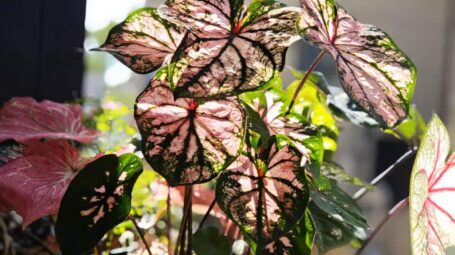 “半沼泽化”种植彩叶芋，或许可以省去频繁浇水的困扰