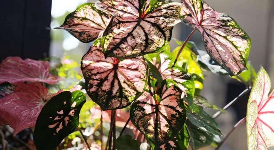 “半沼泽化”种植彩叶芋，或许可以省去频繁浇水的困扰